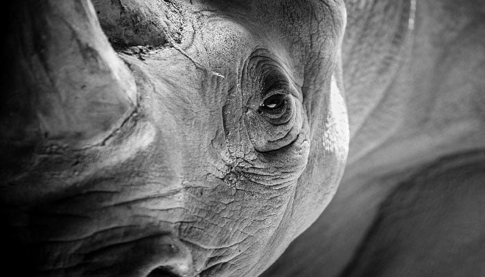 Connected by Service, and the African Rhino